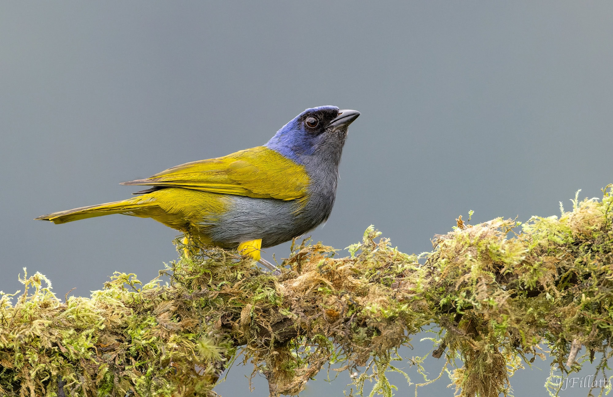 bird of colombia image 63